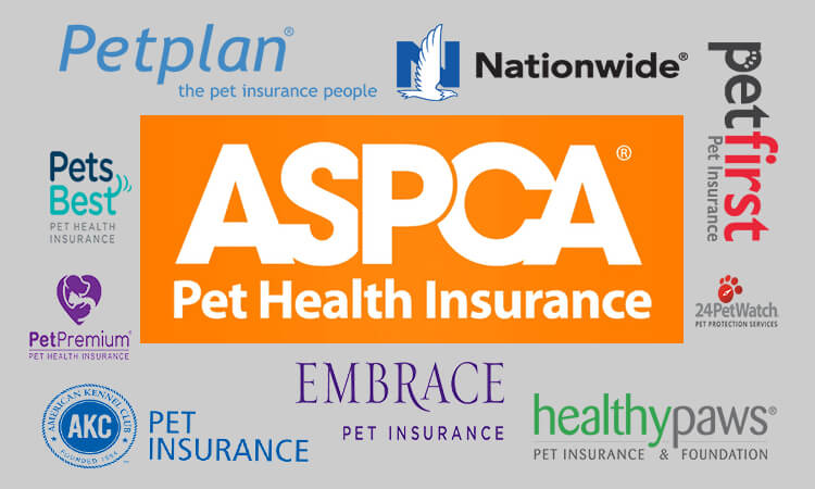 Best pet insurance for older dogs with chronic illnesses